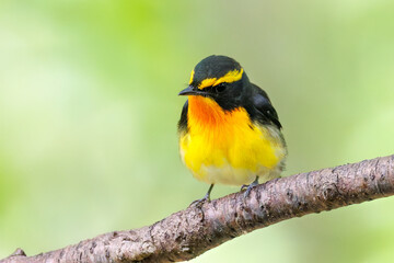 泉で水浴びをする可愛いキビタキ（ヒタキ科）のペア
英名学名：Narcissus Flycatcher (Ficedula narcissina) (family comprising the flycatchers)
秦野駅近くにある弘法山公園は、浅間山、権現山、弘法山を含む神奈川県立の自然公園。
山頂には野鳥の観察施設「バードサンクチュアリ」がある
神奈川県秦野市- 2025年
