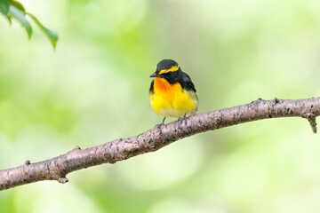 泉で水浴びをする可愛いキビタキ（ヒタキ科）のペア
英名学名：Narcissus Flycatcher (Ficedula narcissina) (family comprising the flycatchers)
秦野駅近くにある弘法山公園は、浅間山、権現山、弘法山を含む神奈川県立の自然公園。
山頂には野鳥の観察施設「バードサンクチュアリ」がある
神奈川県秦野市- 2025年
