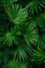 Lush Green Tropical Palm Leaves