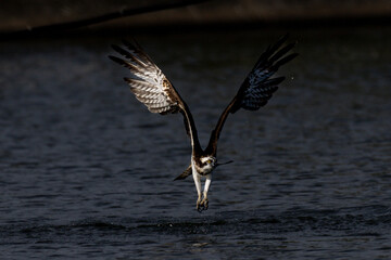 The beautiful flight characteristics of Osprey in Thailand.