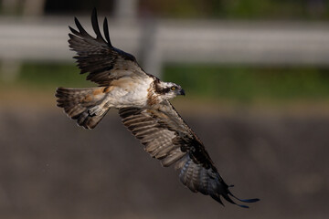 The beautiful flight characteristics of Osprey in Thailand.