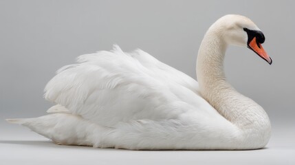 Obraz premium A Swan with elegant white feathers and curved neck, sitting in the center of the frame, white background, sharp detail, natural lighting, high-resolution photography