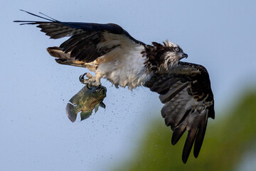 The beautiful flight characteristics of Osprey in Thailand.
