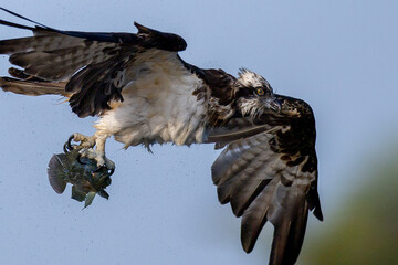 The beautiful flight characteristics of Osprey in Thailand.