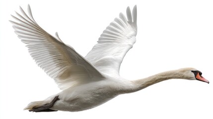 Obraz premium A swan in flight with graceful wing positions, centered on a pure white backdrop, soft feather texture, studio-lit, high-detail, photorealistic