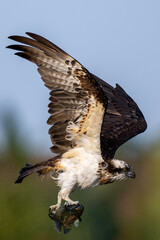 The beautiful flight characteristics of Osprey in Thailand.