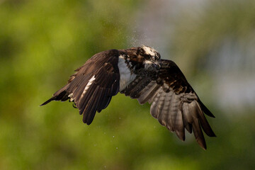 The beautiful flight characteristics of Osprey in Thailand.