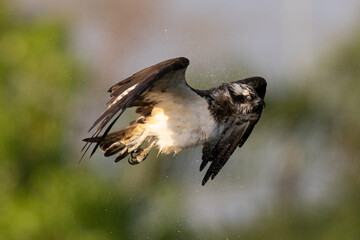 The beautiful flight characteristics of Osprey in Thailand.