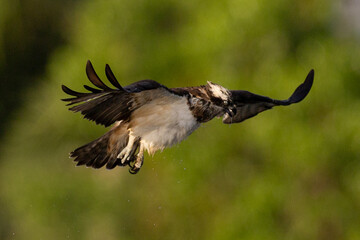 The beautiful flight characteristics of Osprey in Thailand.