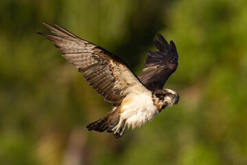 The beautiful flight characteristics of Osprey in Thailand.
