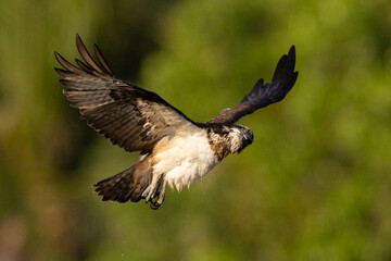The beautiful flight characteristics of Osprey in Thailand.