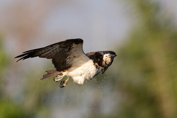 The beautiful flight characteristics of Osprey in Thailand.
