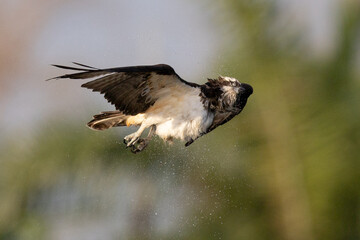 The beautiful flight characteristics of Osprey in Thailand.