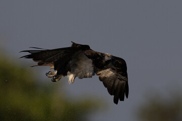 The beautiful flight characteristics of Osprey in Thailand.