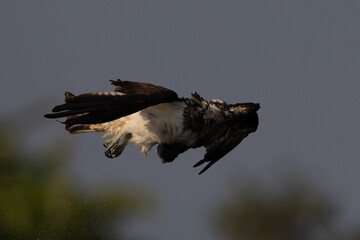 The beautiful flight characteristics of Osprey in Thailand.