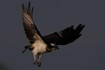 The beautiful flight characteristics of Osprey in Thailand.