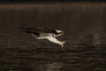 The beautiful flight characteristics of Osprey in Thailand.