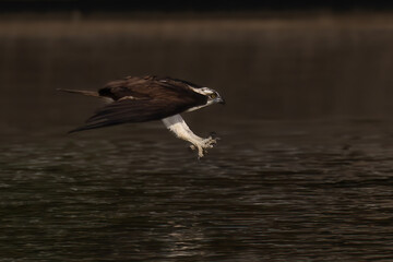 The beautiful flight characteristics of Osprey in Thailand.