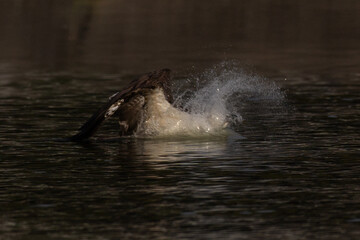 Fototapeta premium The beautiful flight characteristics of Osprey in Thailand.