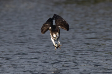 The beautiful flight characteristics of Osprey in Thailand.