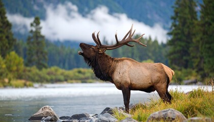 Bull elk bugling for mate in September.