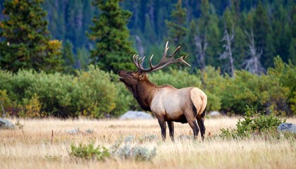 Bull elk bugling for mate in September.