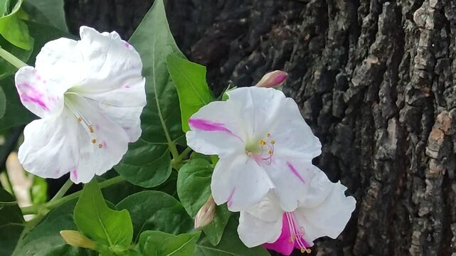This is a video of a snowdrop flower.Esta es una video de una flor de campanilla.(3