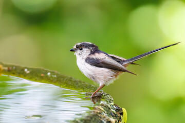 もふもふで可愛いエナガ（エナガ科）
英名学名：long tailed tit (Aegithalos caudatus)
秦野駅近くにある弘法山公園は、浅間山、権現山、弘法山を含む神奈川県立の自然公園。
山頂には野鳥の観察施設「バードサンクチュアリ」がある
神奈川県秦野市- 2025年
