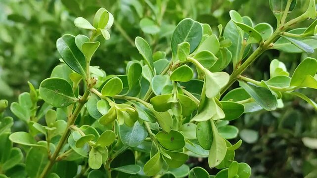 Fresh green foliage of a plant Follaje verde fresco.de una planta(12)