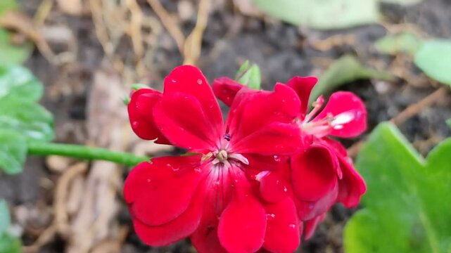 The details of flowers, shapes, and textures in photography,Los detalles de flores formas y texturas en la fotograf&iacute;a(13)