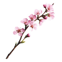 Elegant pink cherry blossom flower branch with blooming flowers and buds on a white background for sp nature decoration and floral design