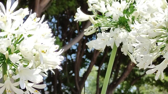 Bee collecting pollen on beautiful white flowers Abeja recolectando polen en unas bellas flores blancas(23)