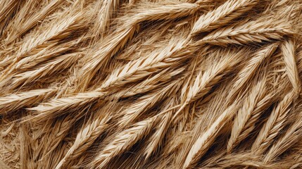 Fototapeta premium Golden wheat stalks