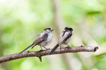 もふもふで可愛いエナガ（エナガ科）
英名学名：long tailed tit (Aegithalos caudatus)
秦野駅近くにある弘法山公園は、浅間山、権現山、弘法山を含む神奈川県立の自然公園。
山頂には野鳥の観察施設「バードサンクチュアリ」がある
神奈川県秦野市- 2025年
