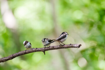 もふもふで可愛いエナガ（エナガ科）
英名学名：long tailed tit (Aegithalos caudatus)
秦野駅近くにある弘法山公園は、浅間山、権現山、弘法山を含む神奈川県立の自然公園。
山頂には野鳥の観察施設「バードサンクチュアリ」がある
神奈川県秦野市- 2025年
