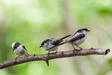 もふもふで可愛いエナガ（エナガ科）
英名学名：long tailed tit (Aegithalos...