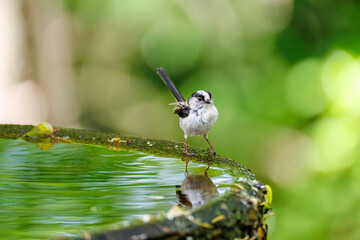 もふもふで可愛いエナガ（エナガ科）
英名学名：long tailed tit (Aegithalos caudatus)
秦野駅近くにある弘法山公園は、浅間山、権現山、弘法山を含む神奈川県立の自然公園。
山頂には野鳥の観察施設「バードサンクチュアリ」がある
神奈川県秦野市- 2025年
