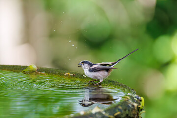 もふもふで可愛いエナガ（エナガ科）
英名学名：long tailed tit (Aegithalos caudatus)
秦野駅近くにある弘法山公園は、浅間山、権現山、弘法山を含む神奈川県立の自然公園。
山頂には野鳥の観察施設「バードサンクチュアリ」がある
神奈川県秦野市- 2025年
