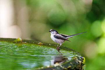 もふもふで可愛いエナガ（エナガ科）
英名学名：long tailed tit (Aegithalos caudatus)
秦野駅近くにある弘法山公園は、浅間山、権現山、弘法山を含む神奈川県立の自然公園。
山頂には野鳥の観察施設「バードサンクチュアリ」がある
神奈川県秦野市- 2025年
