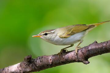 さえずる可愛いエゾムシクイ（メボソムシクイ科）
英名学名：Sakhalin Leaf Warbler, Phylloscopus borealoides
秦野駅近くにある弘法山公園は、浅間山、権現山、弘法山を含む神奈川県立の自然公園。
山頂には野鳥の観察施設「バードサンクチュアリ」がある
神奈川県秦野市- 2025年
