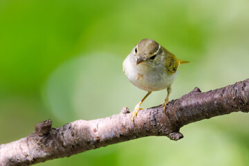 さえずる可愛いエゾムシクイ（メボソムシクイ科）
英名学名：Sakhalin Leaf Warbler, Phylloscopus borealoides
秦野駅近くにある弘法山公園は、浅間山、権現山、弘法山を含む神奈川県立の自然公園。
山頂には野鳥の観察施設「バードサンクチュアリ」がある
神奈川県秦野市- 2025年
