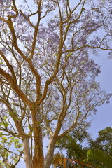 tree branches against blue sky