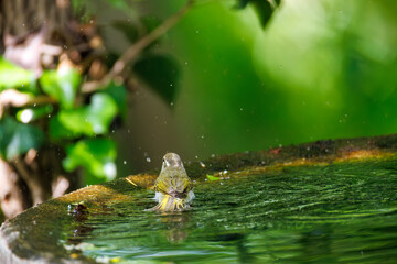 さえずる可愛いエゾムシクイ（メボソムシクイ科）
英名学名：Sakhalin Leaf Warbler, Phylloscopus borealoides
秦野駅近くにある弘法山公園は、浅間山、権現山、弘法山を含む神奈川県立の自然公園。
山頂には野鳥の観察施設「バードサンクチュアリ」がある
神奈川県秦野市- 2025年
