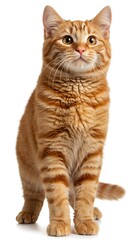 Ginger Gaze: Awaiting Adventure AI Generated