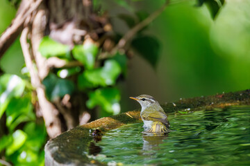 さえずる可愛いエゾムシクイ（メボソムシクイ科）
英名学名：Sakhalin Leaf Warbler, Phylloscopus borealoides
秦野駅近くにある弘法山公園は、浅間山、権現山、弘法山を含む神奈川県立の自然公園。
山頂には野鳥の観察施設「バードサンクチュアリ」がある
神奈川県秦野市- 2025年
