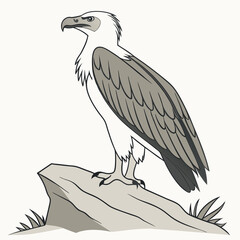 Fototapeta premium Philippine eagle perched on rock isolated on white background, a national symbol