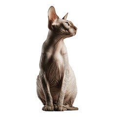 Elegant Sphynx Cat in Profile Isolated on Transparent Background