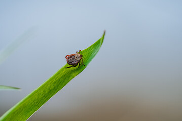 Dangerous tick is crawling on a vibrant green leaf, representing the lurking threat of lyme disease and other tick-borne illnesses in natural environments
