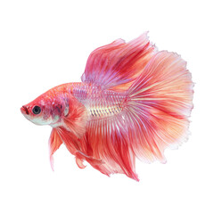 Fototapeta premium Exquisite Betta Fish in Vibrant Pink and Red on white background
