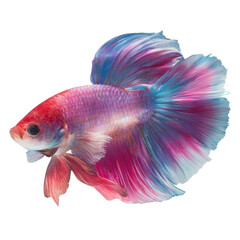 Fototapeta premium Exquisite Colorful Betta Fish in Motion on a white background.